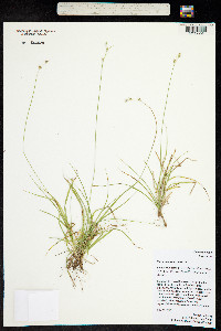 Carex deweyana image