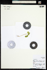 Circaea alpina image