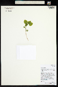 Circaea alpina image