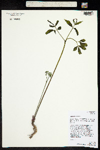 Aralia nudicaulis image