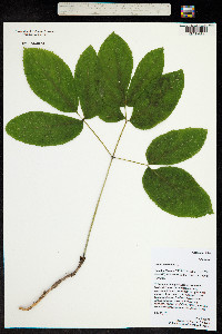 Aralia nudicaulis image