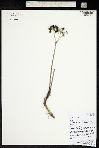 Aralia nudicaulis image