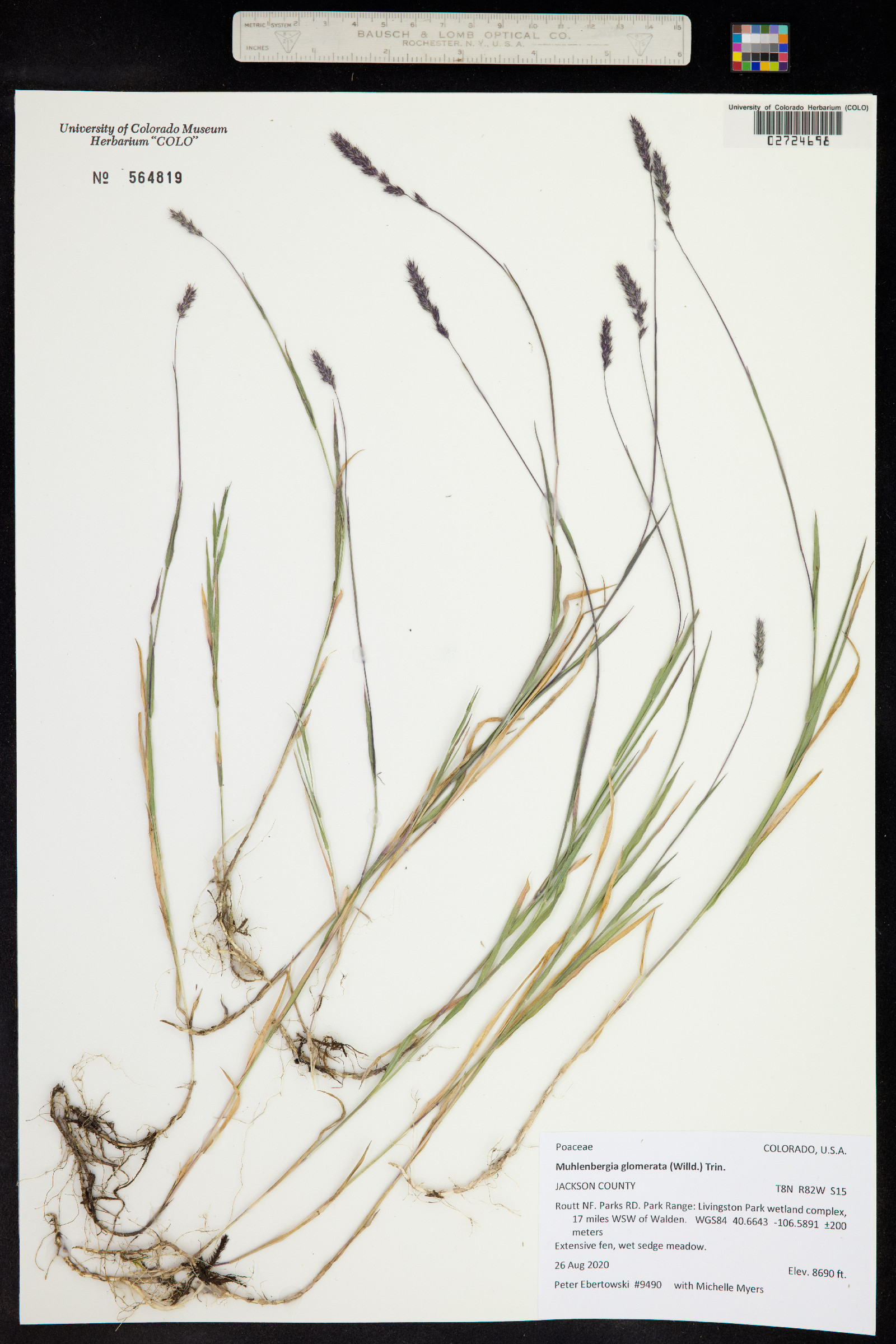 Muhlenbergia glomerata image