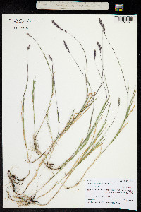 Muhlenbergia glomerata image