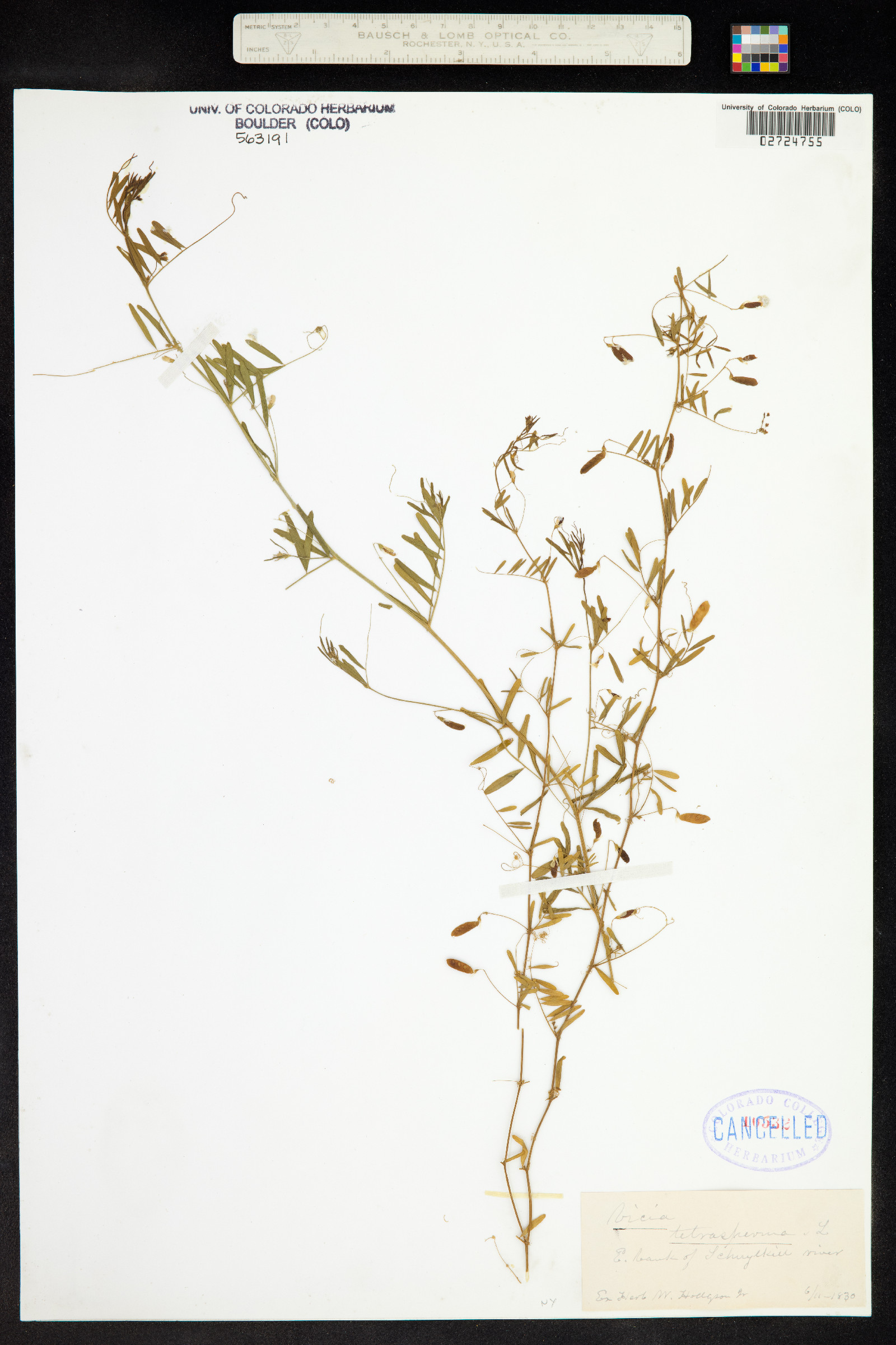 Vicia tetrasperma image