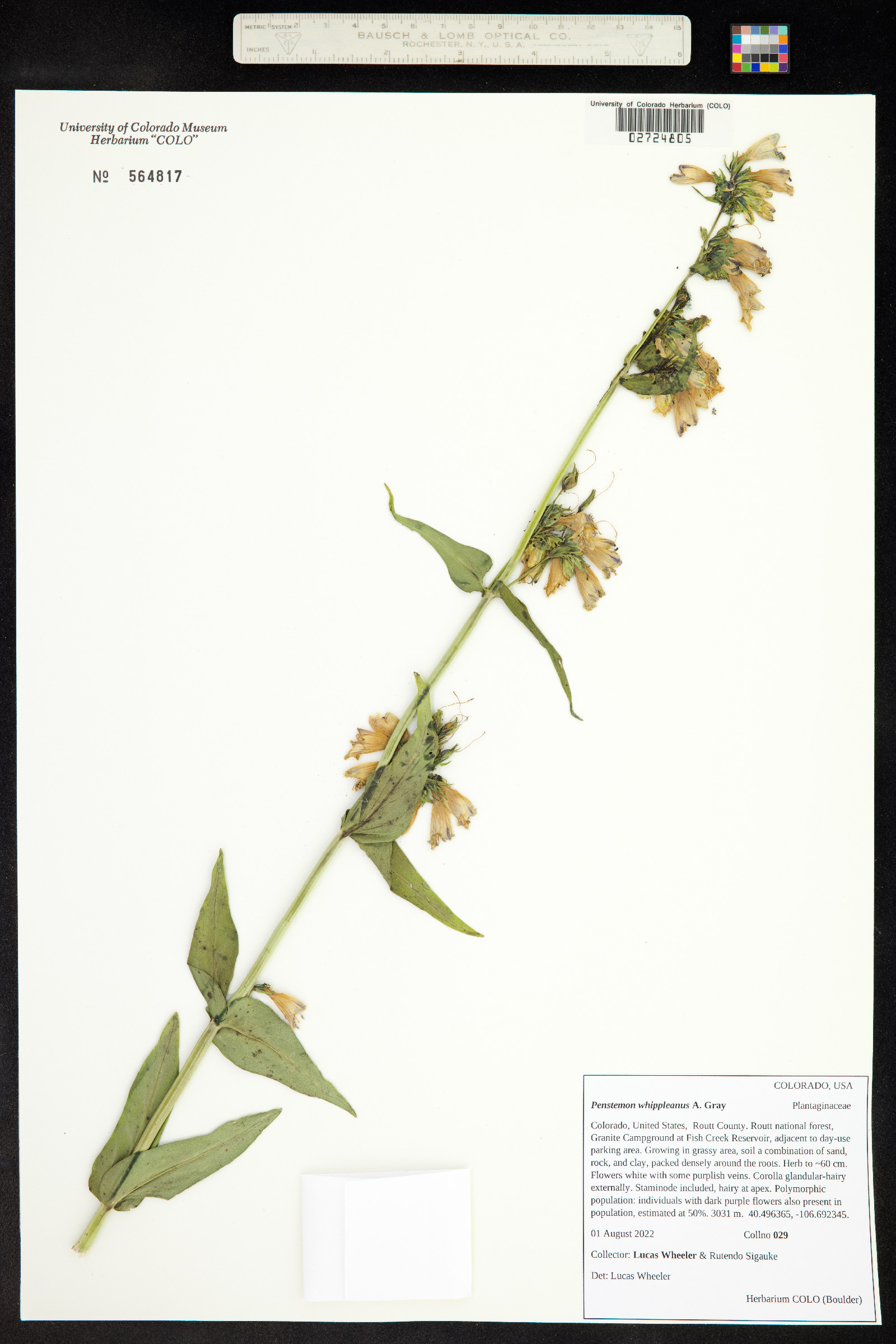 Penstemon whippleanus image