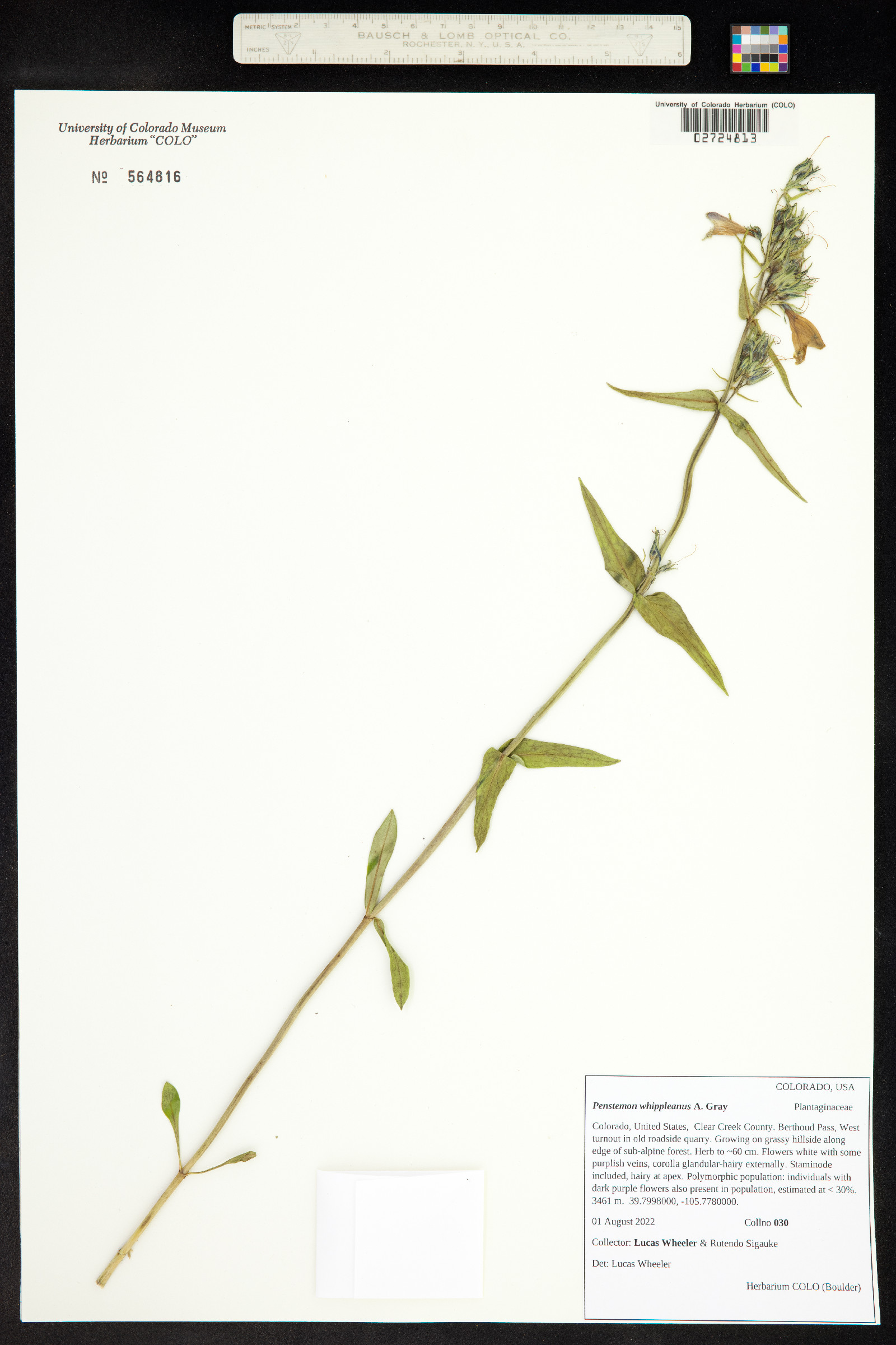 Penstemon whippleanus image