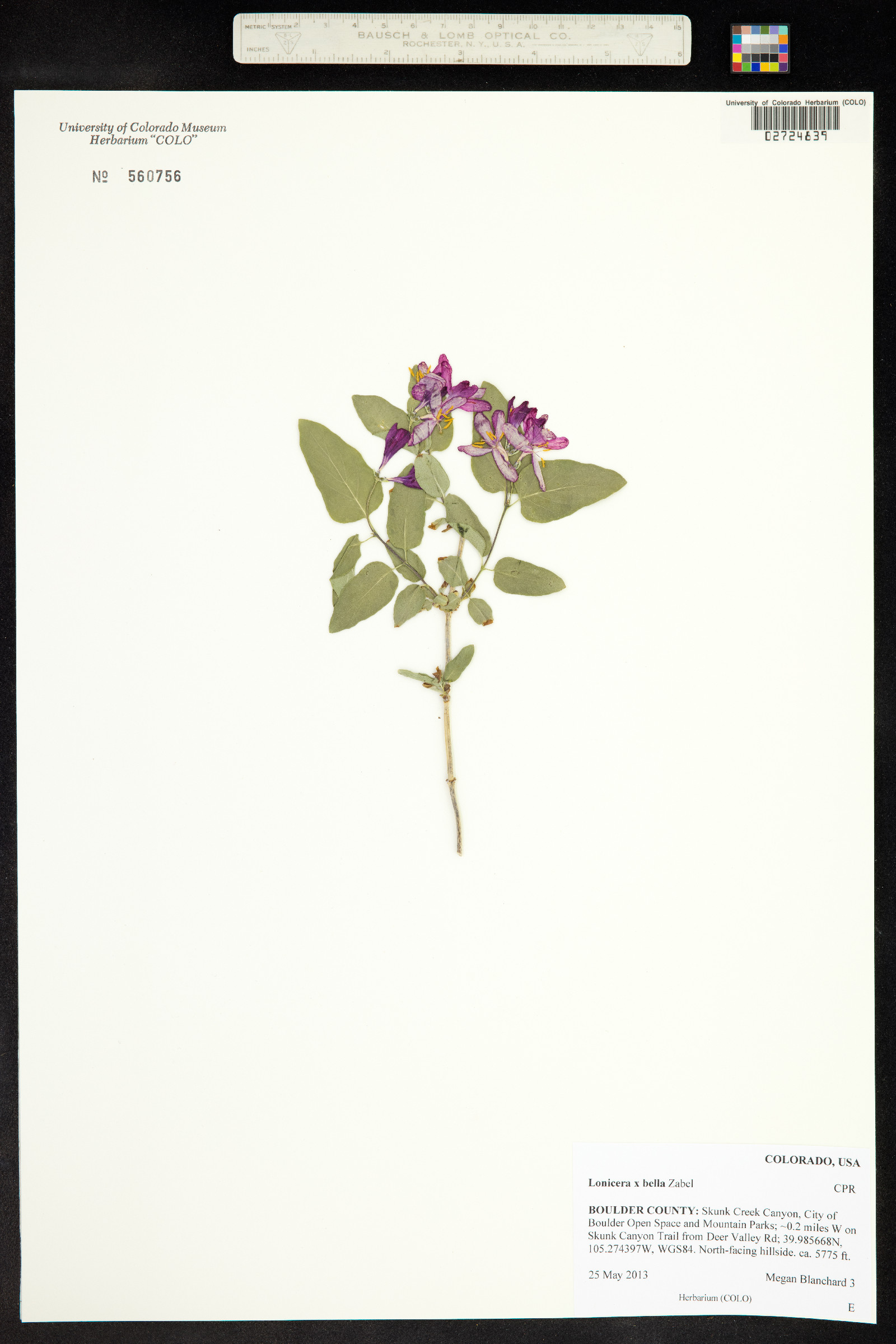 Lonicera X bella image