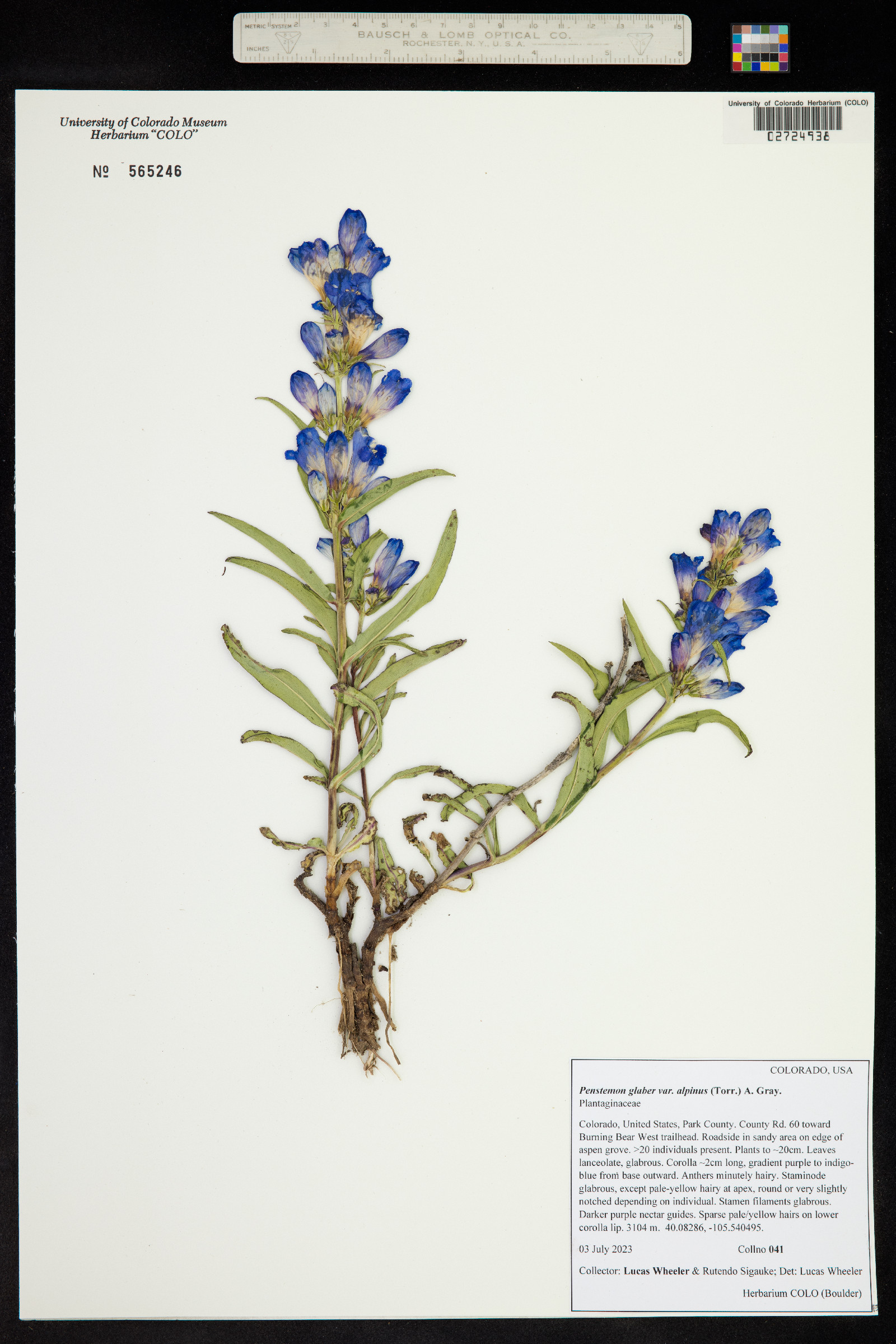 Penstemon glaber var. alpinus image