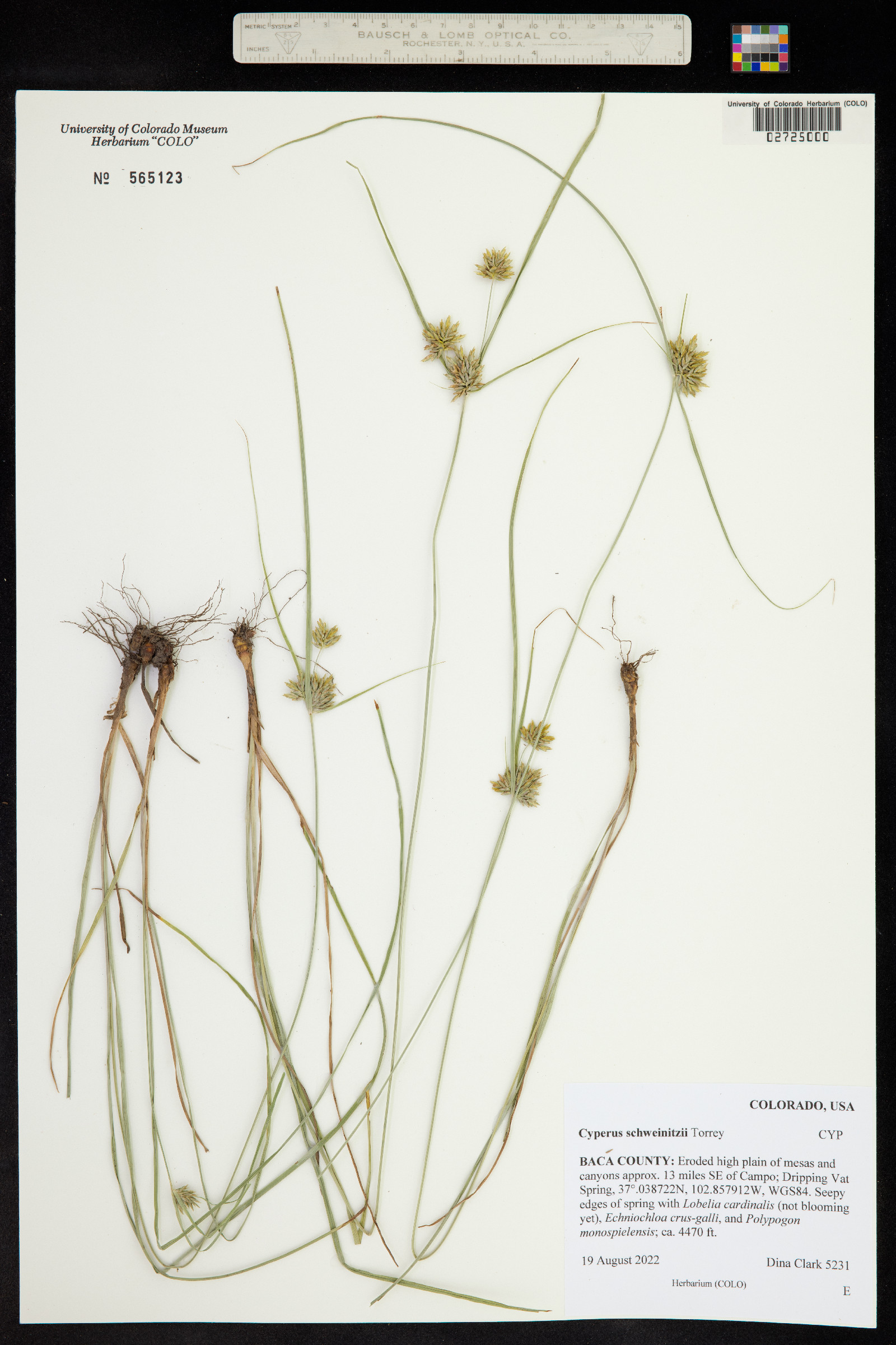 Cyperus schweinitzii image
