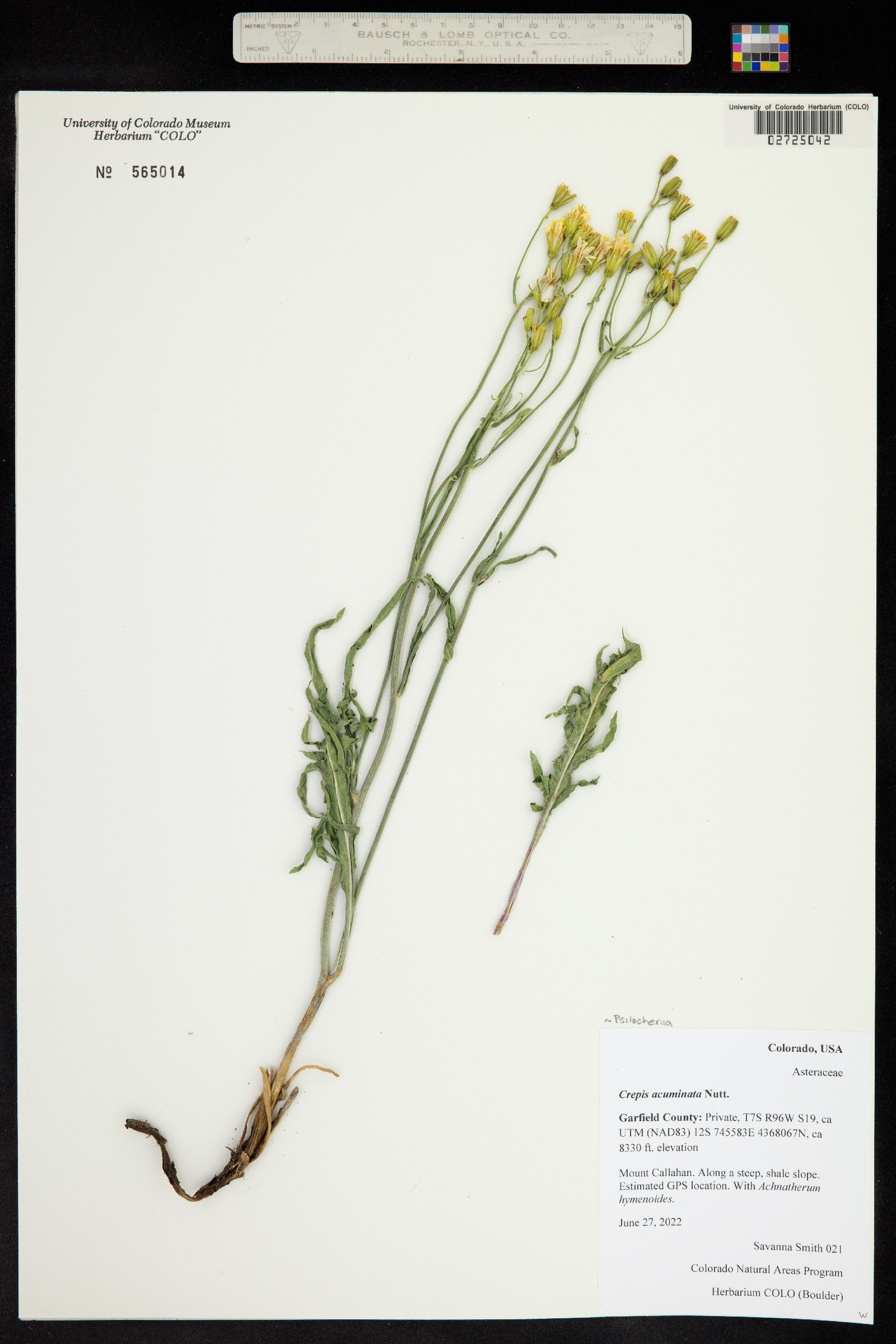 Crepis acuminata image