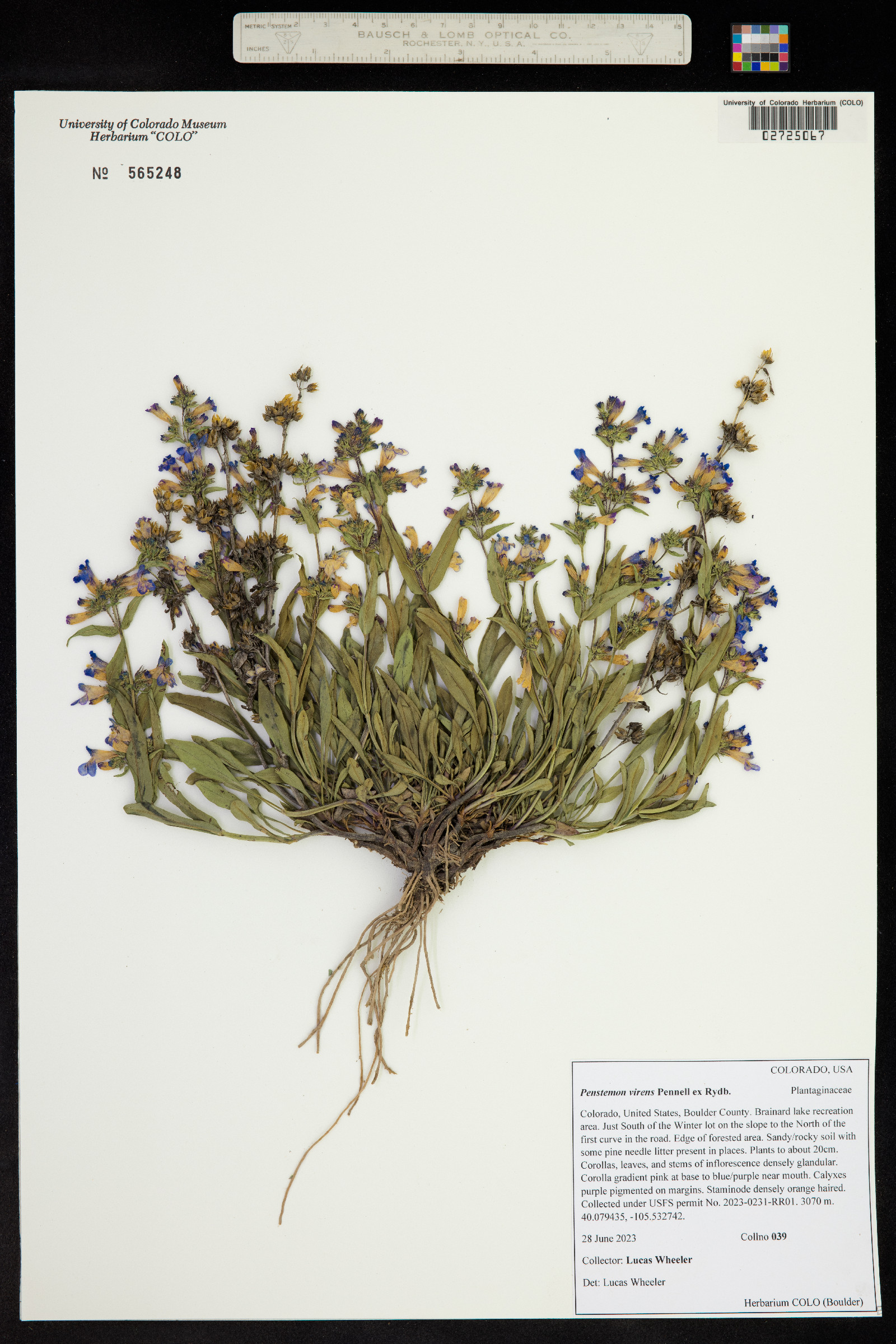 Penstemon virens image