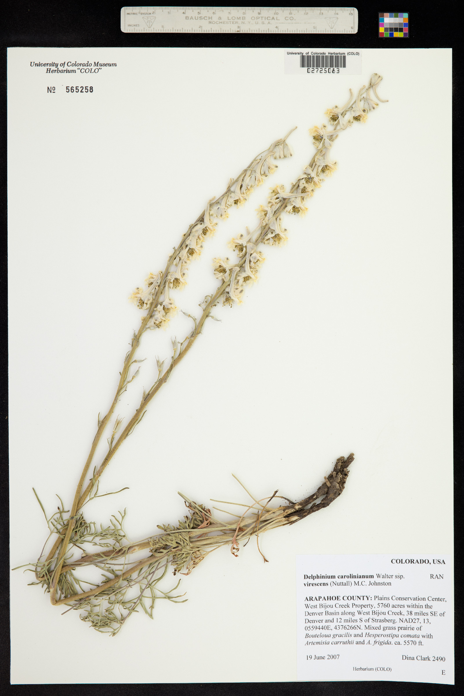 Delphinium carolinianum ssp. virescens image