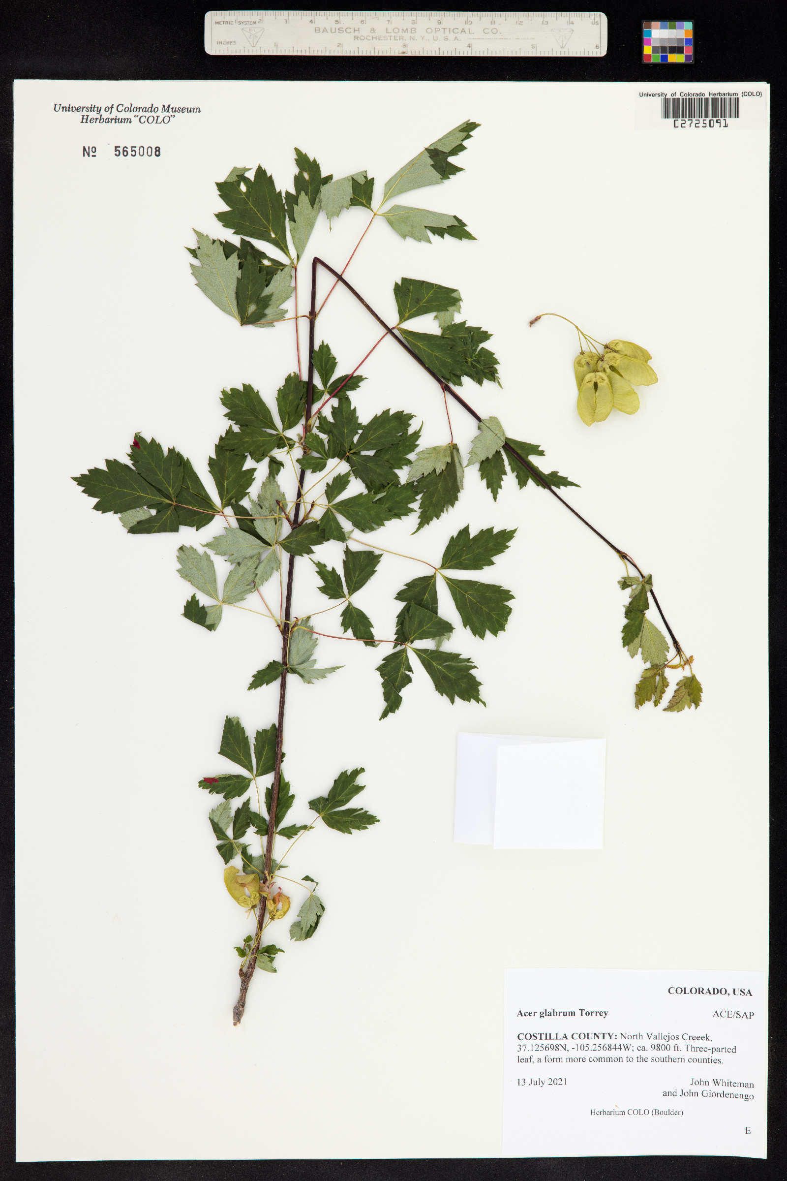 Acer glabrum image