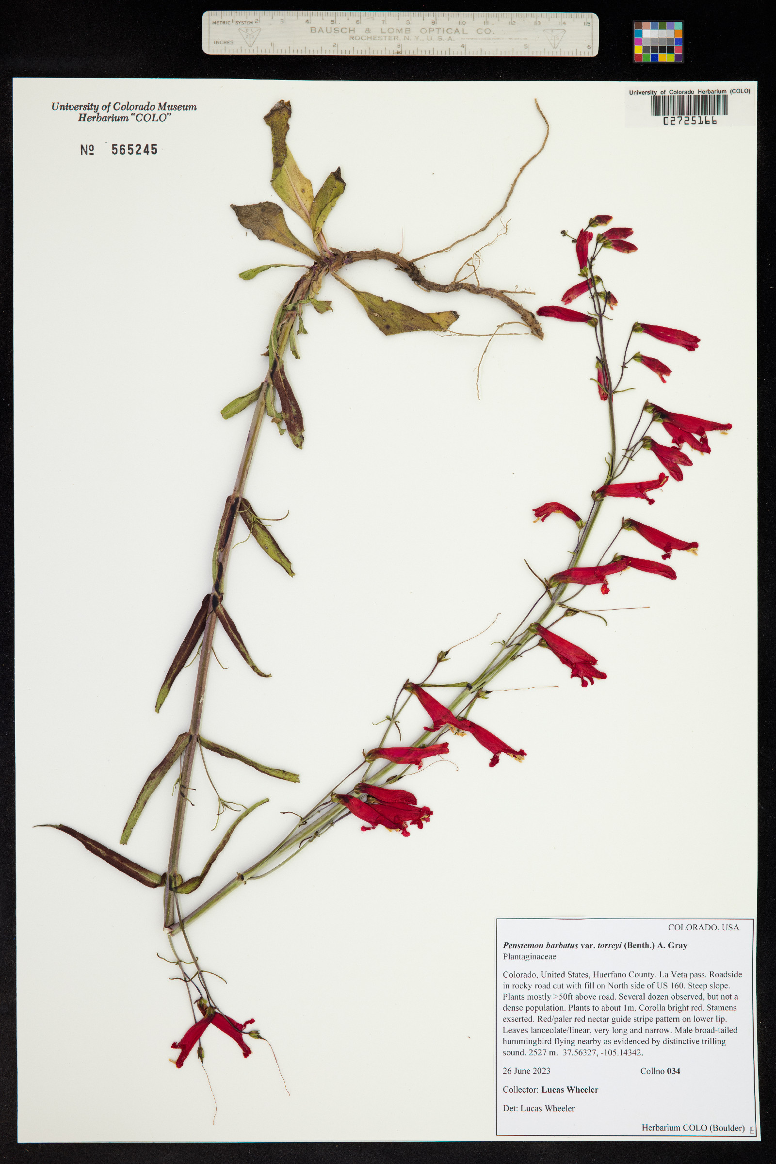 Penstemon barbatus var. torreyi image