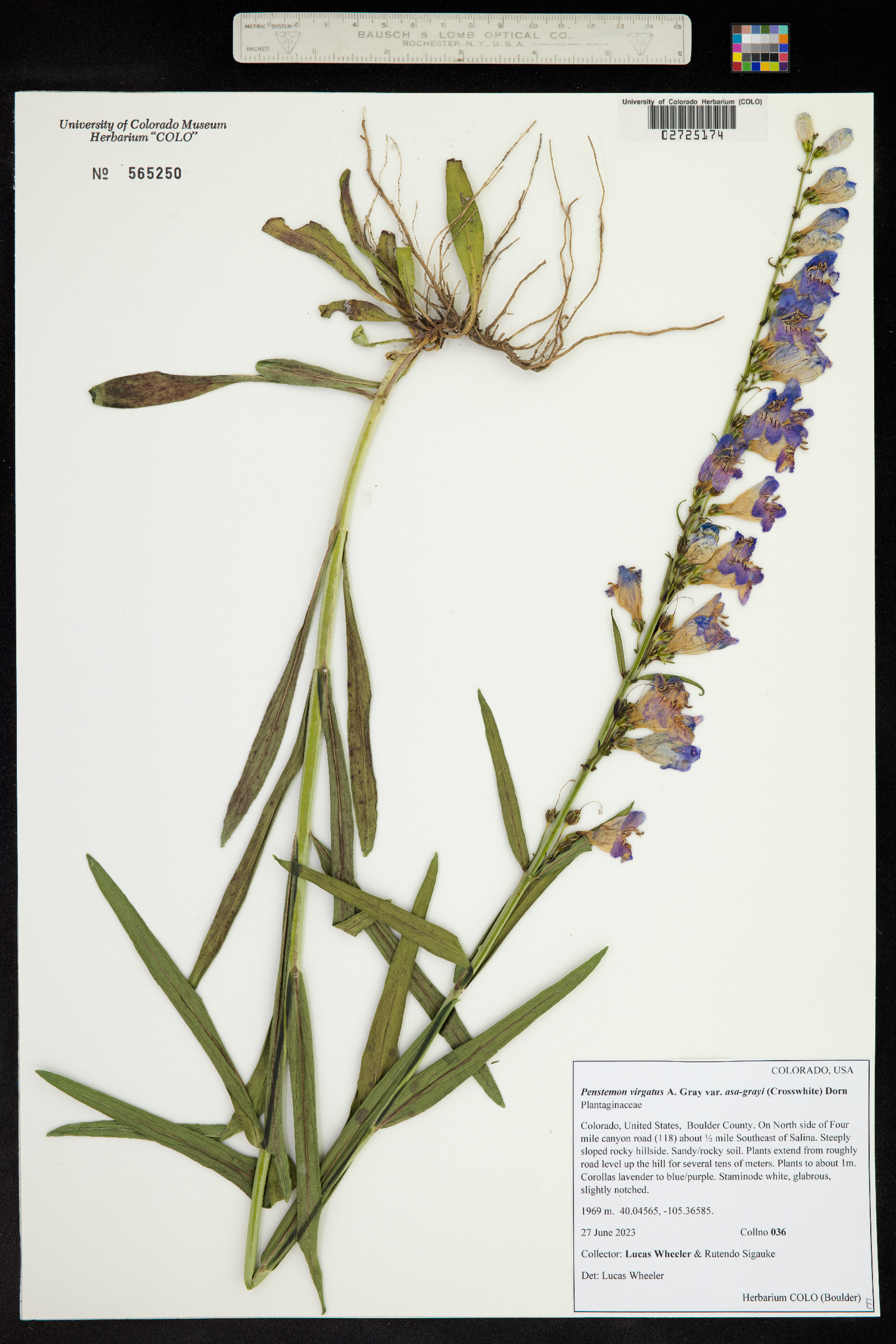 Penstemon virgatus image