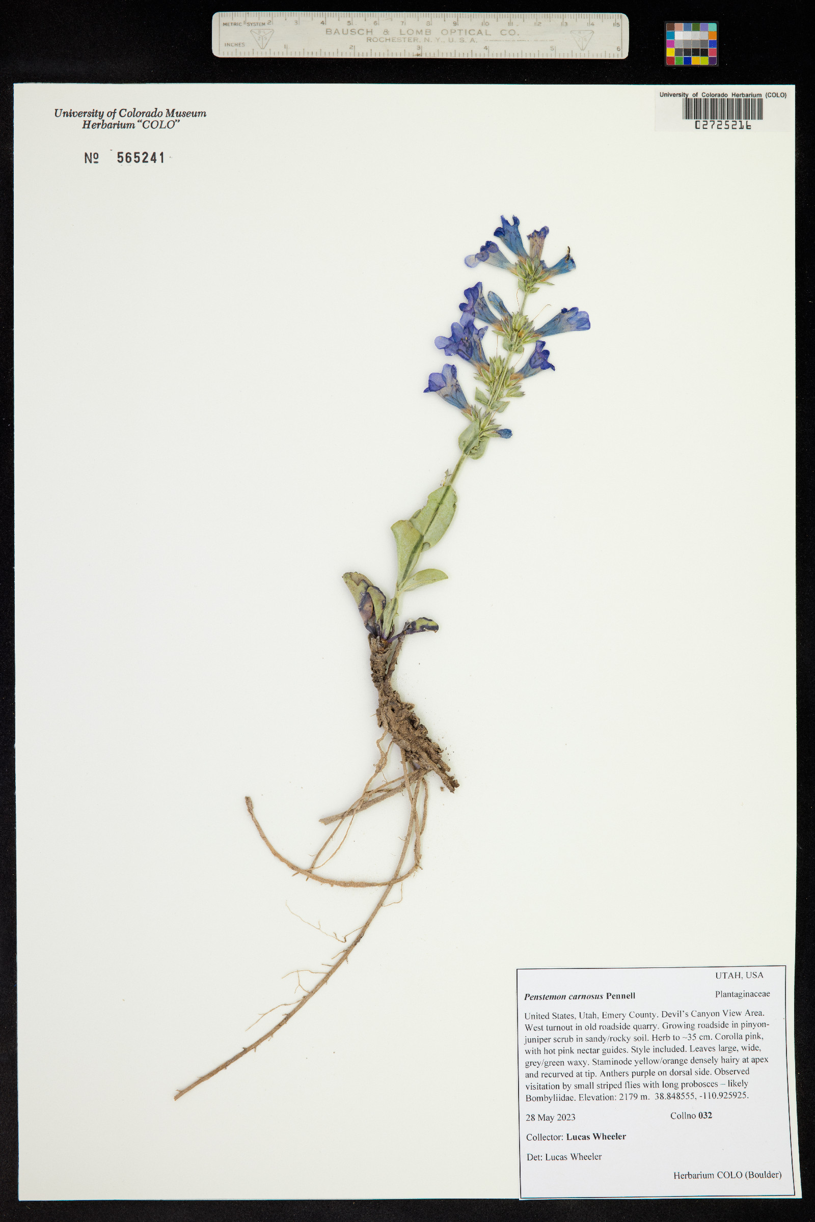 Penstemon carnosus image