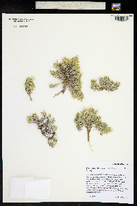 Phlox kelseyi image
