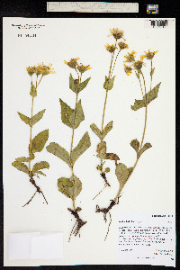 Arnica latifolia image