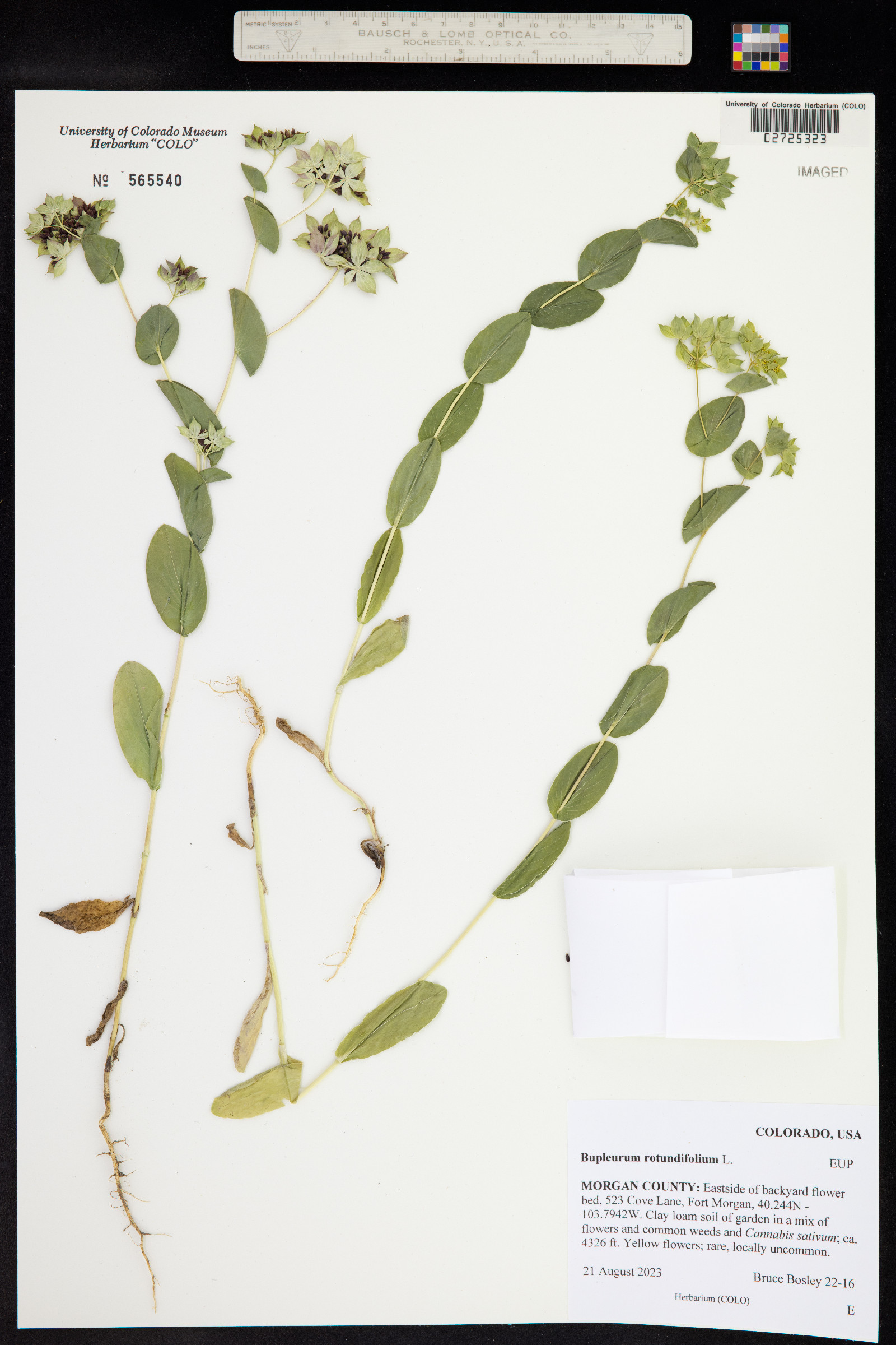 Bupleurum rotundifolium image