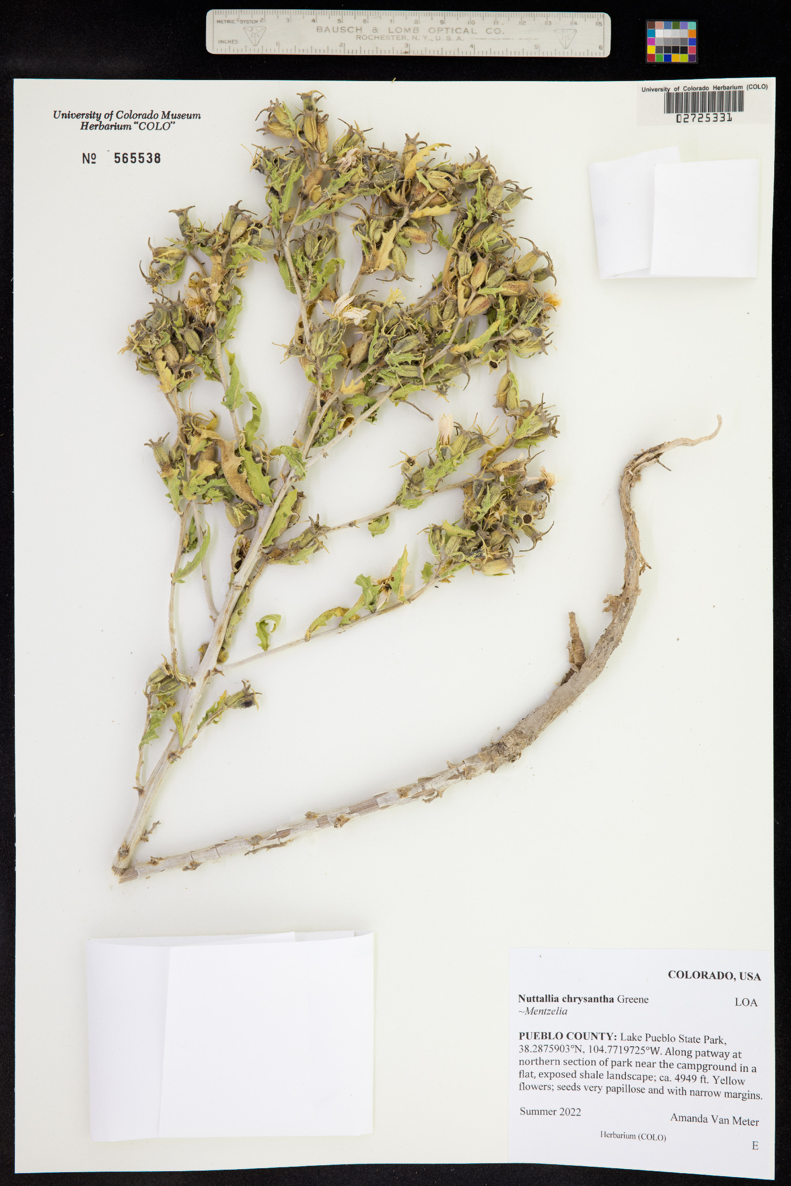 Mentzelia chrysantha image