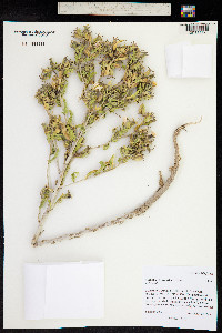 Mentzelia chrysantha image