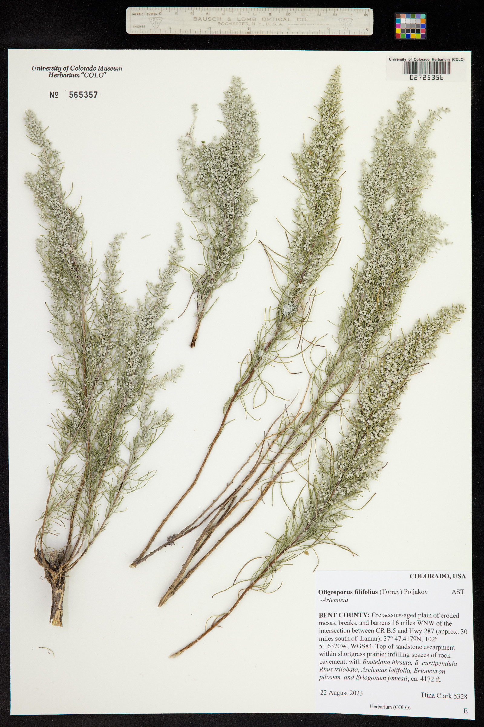 Artemisia filifolia image