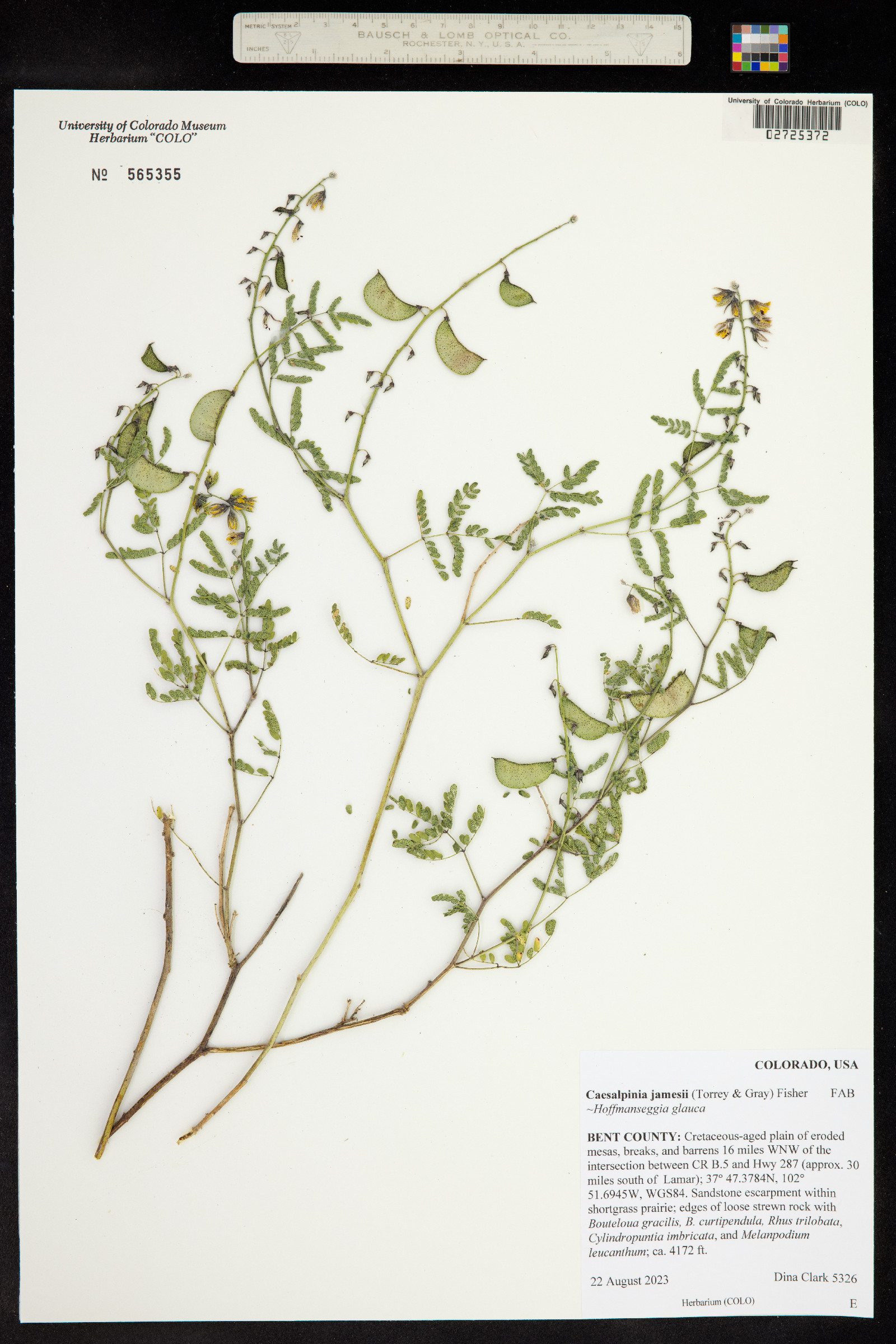 Pomaria jamesii image