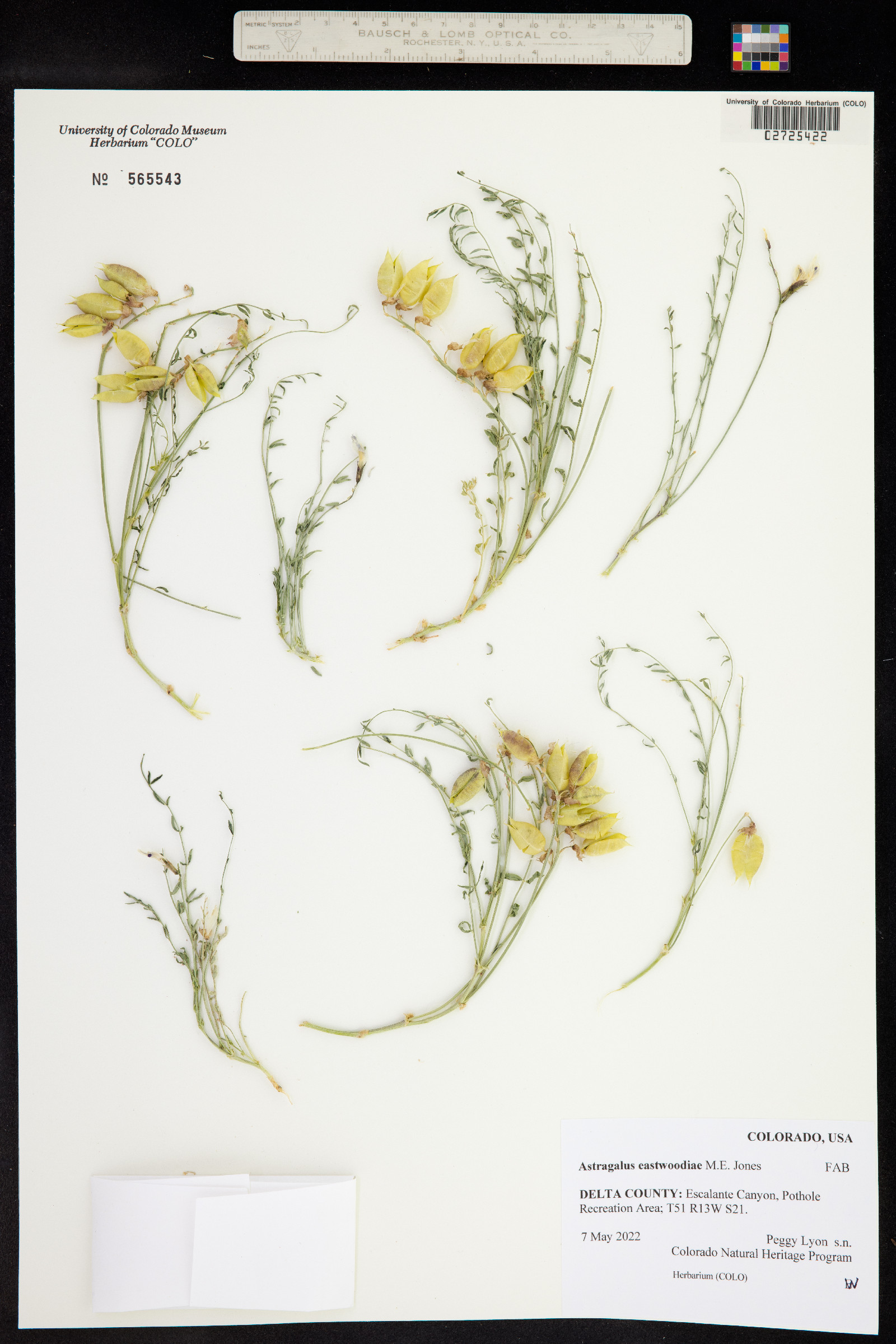 Astragalus eastwoodiae image