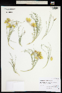 Astragalus eastwoodiae image