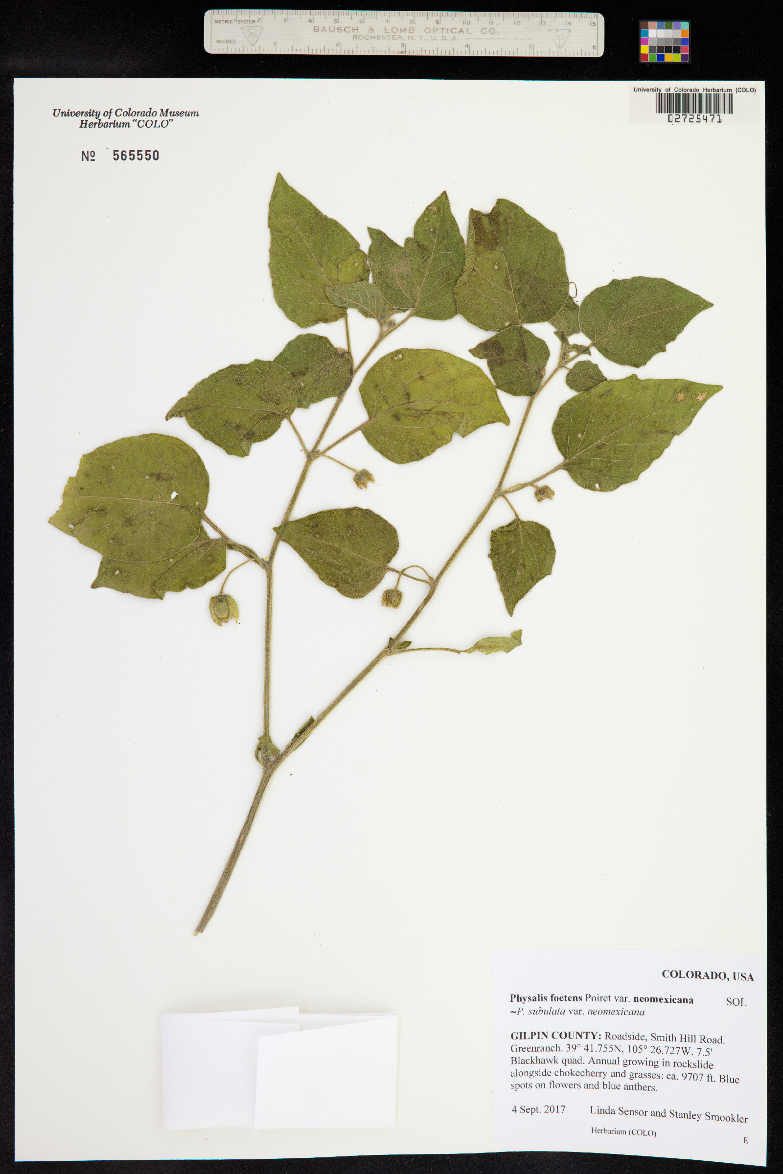 Physalis patula image