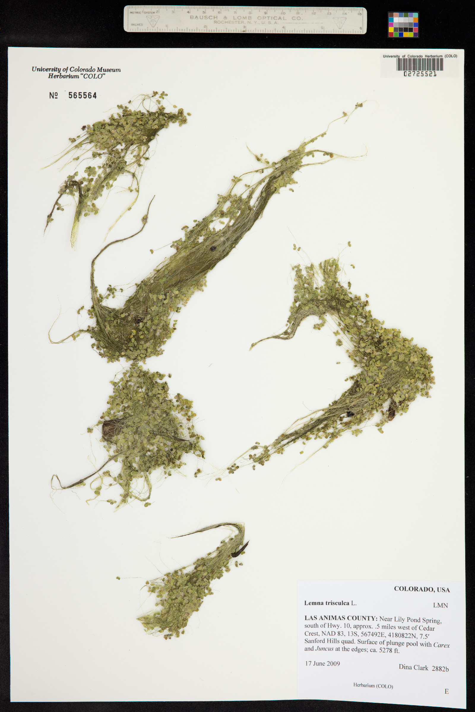 Lemna trisulca image