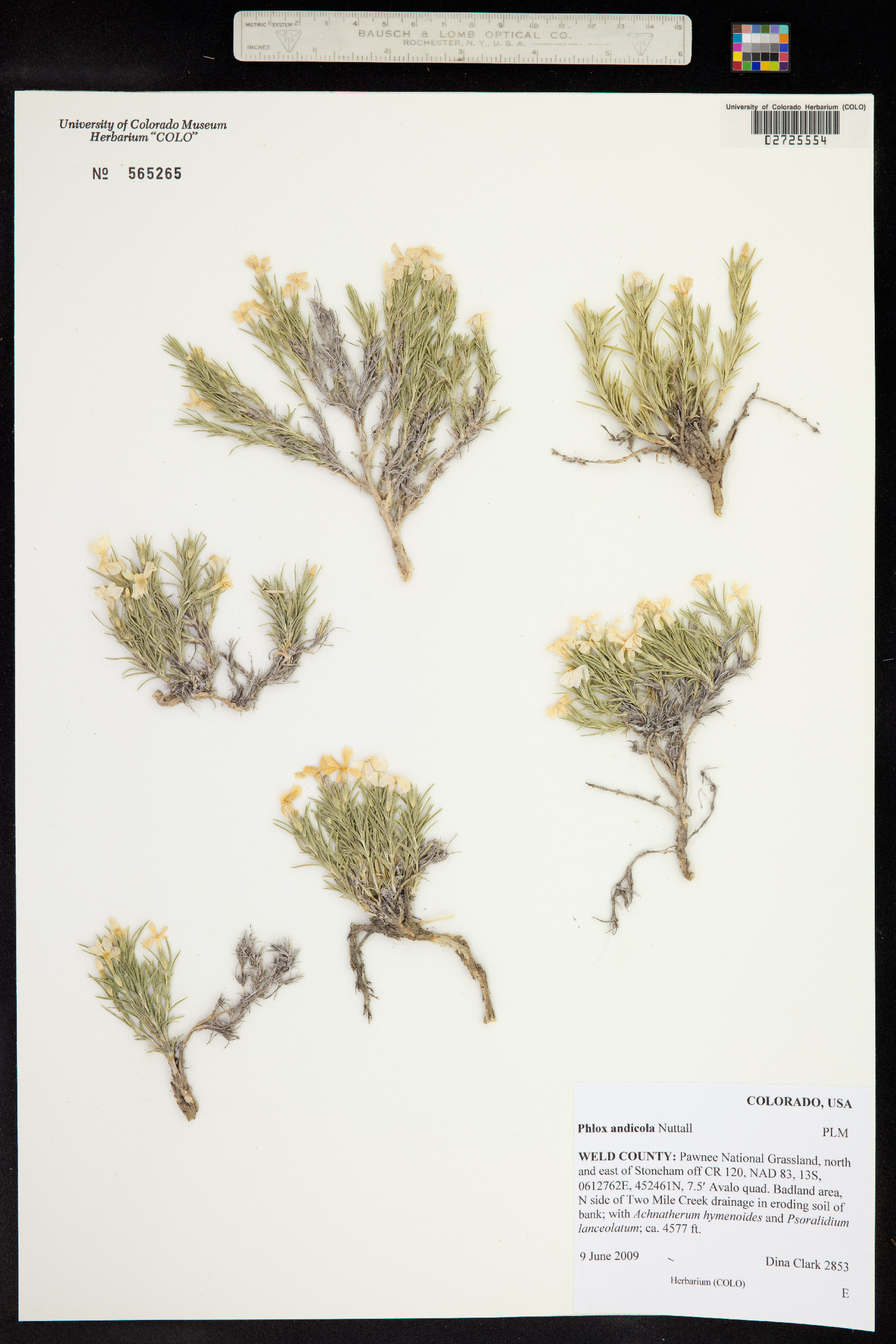 Phlox andicola image