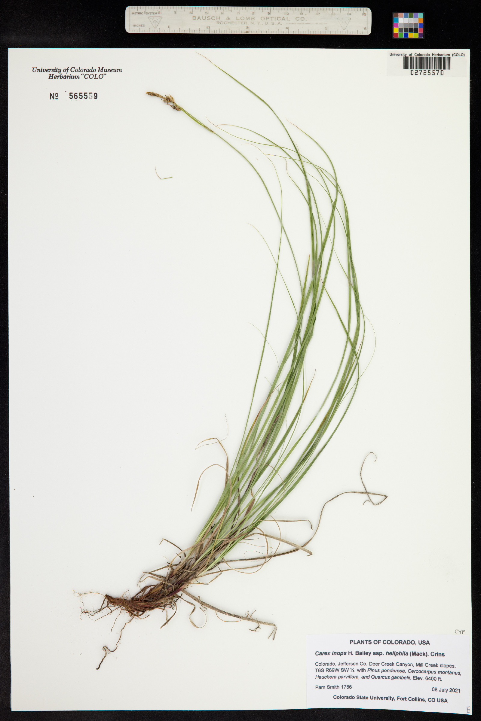 Carex inops ssp. heliophila image