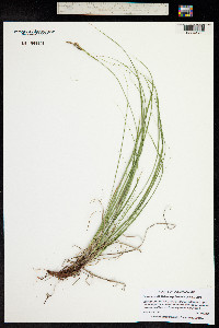 Carex pensylvanica image