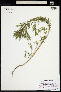 Artemisia annua image