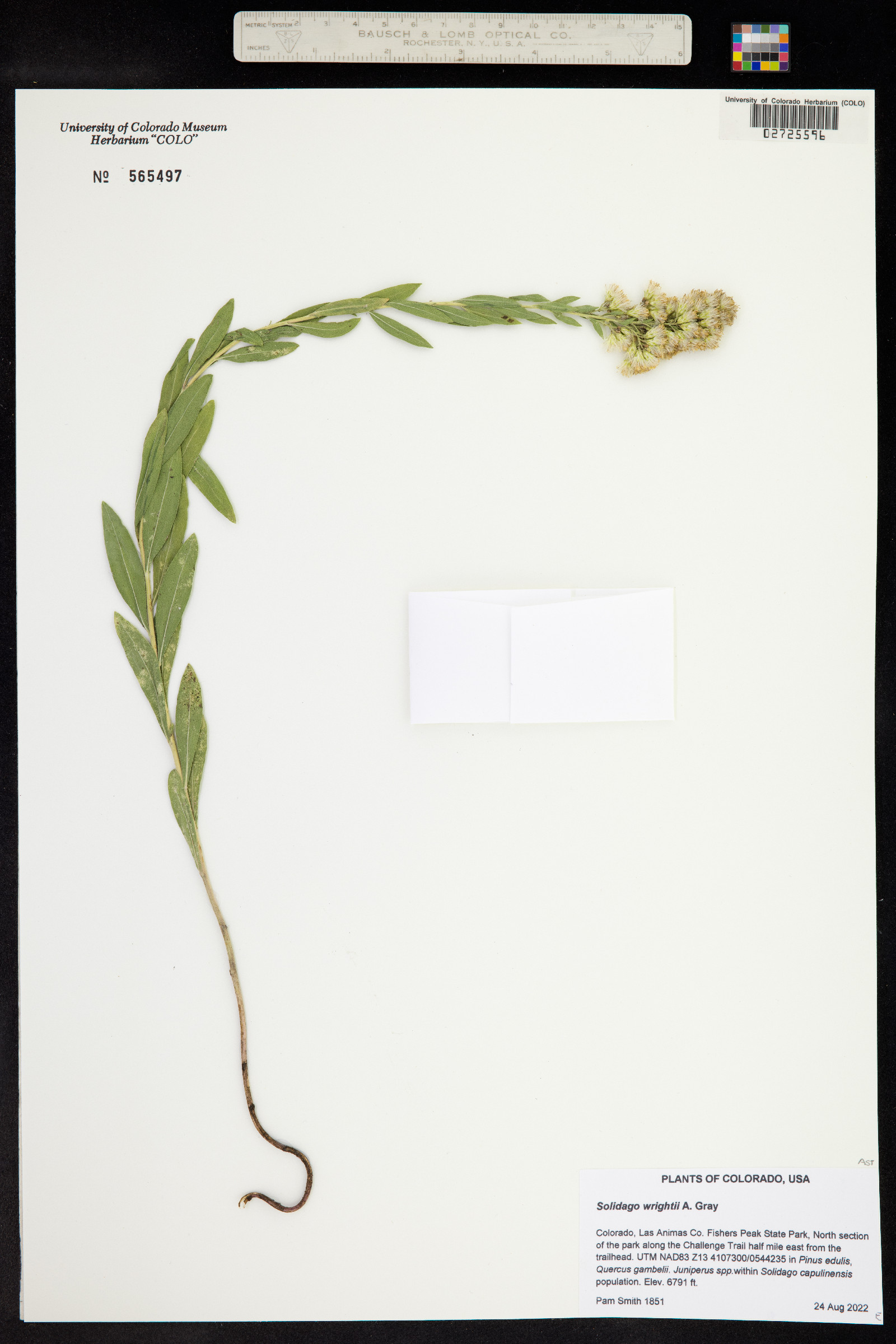 Solidago wrightii image