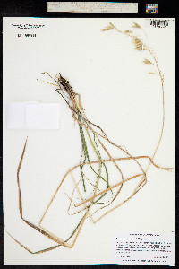 Bromus richardsonii image