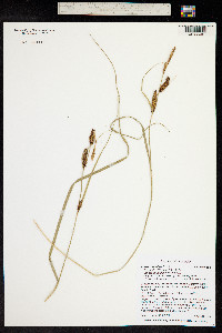 Carex utriculata image