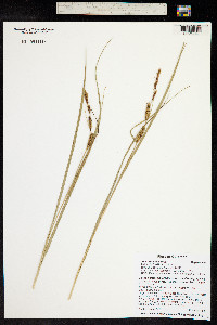 Carex utriculata image