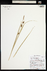 Carex utriculata image