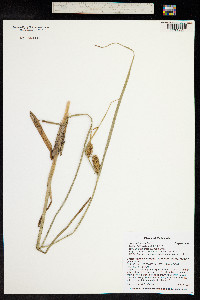 Carex utriculata image