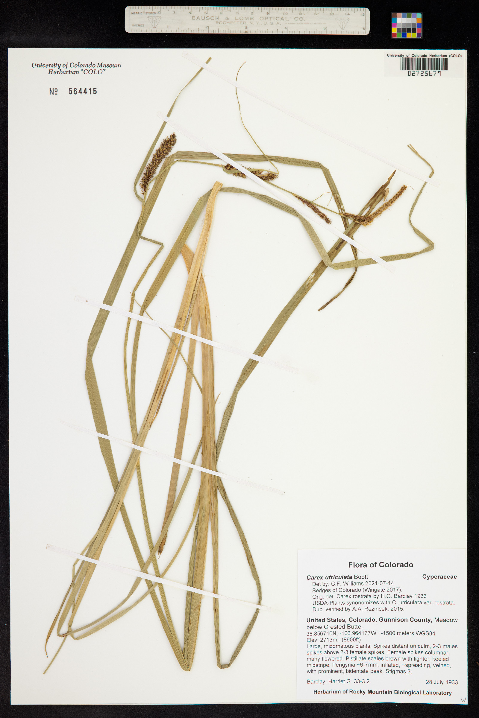 Carex utriculata image