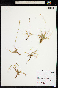 Carex nigricans image