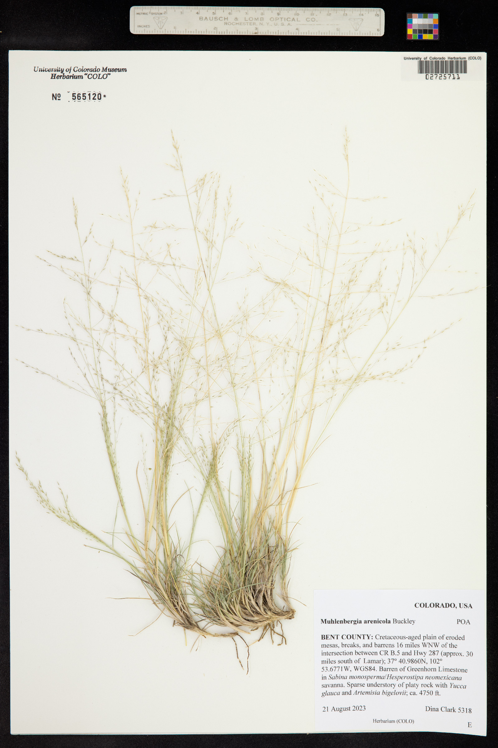Muhlenbergia arenicola image