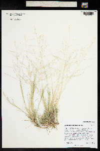 Muhlenbergia arenicola image