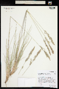 Poa fendleriana image