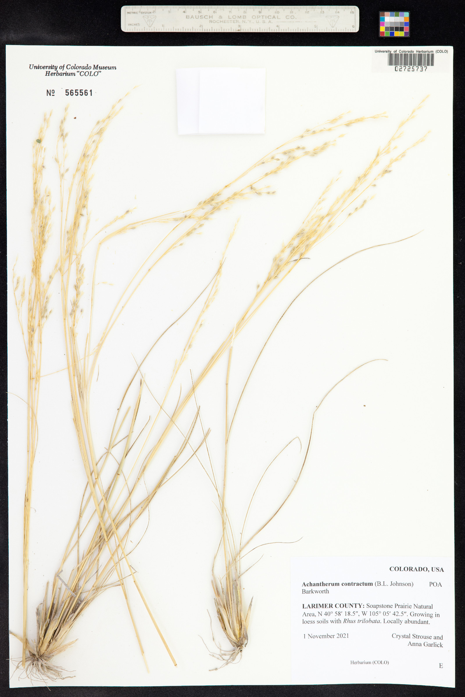 Achnatherum contractum image