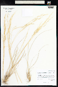 Achnatherum contractum image