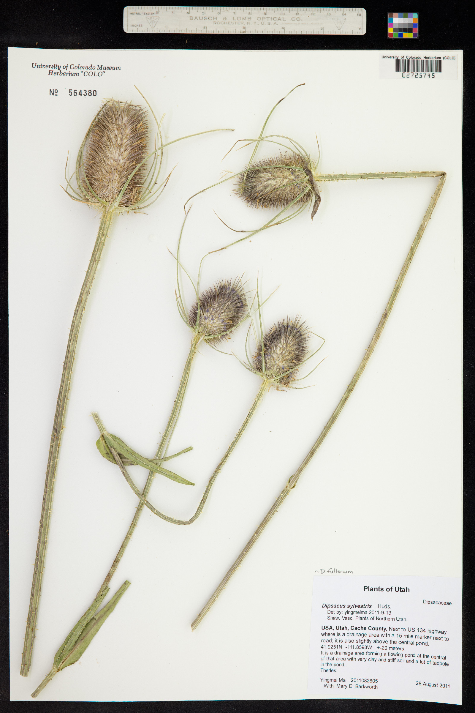 Dipsacus fullonum image